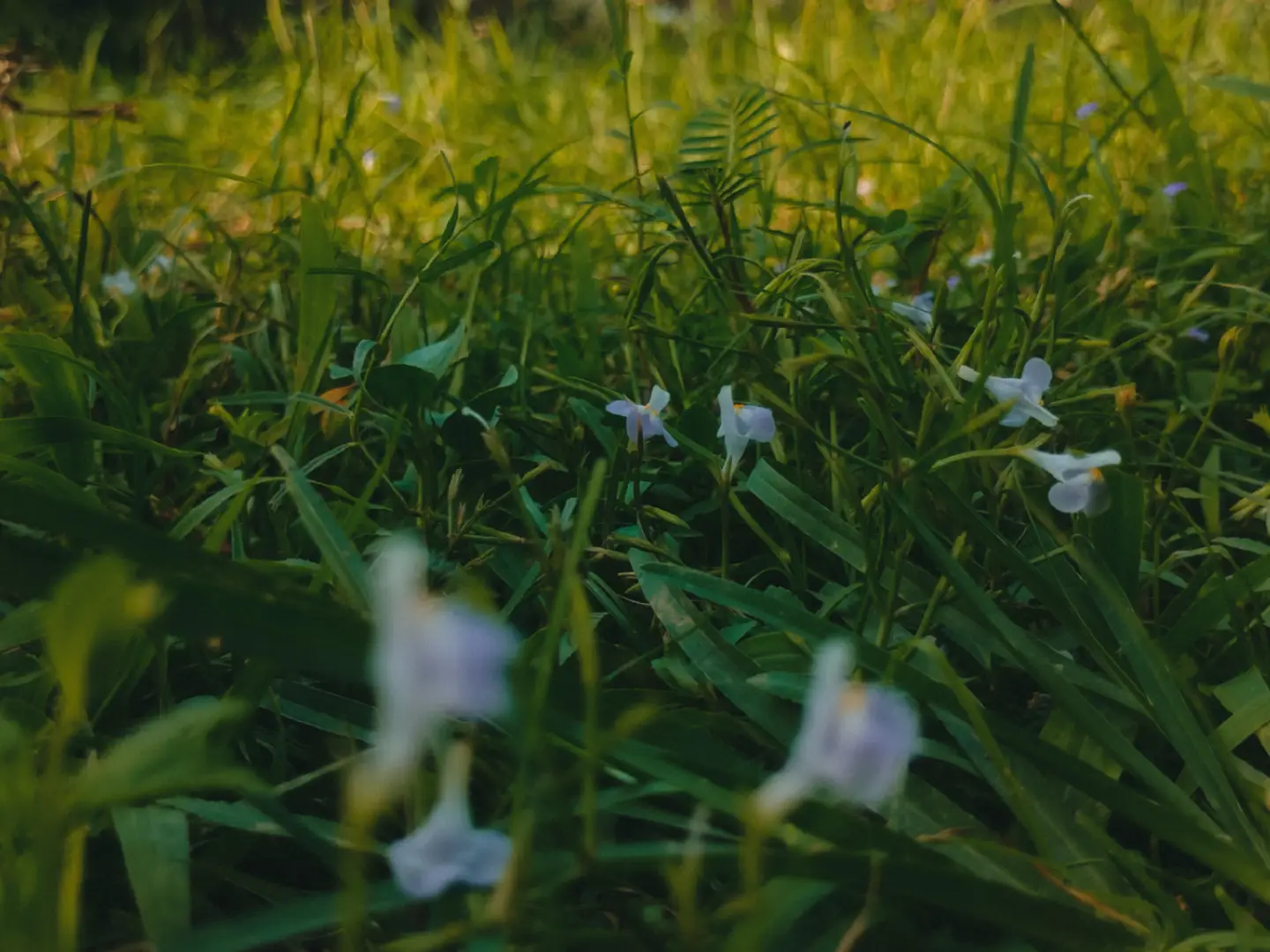 grass-wild-flowers